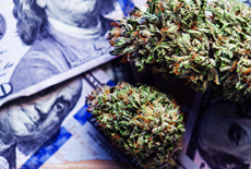 Como investir em Cannabis Medicinal